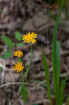 Twoflower dwarfdandelion